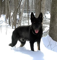 German Shepherd - Eddy von Zomboch at Coldstream Conservation Area, Coldstream, Ontario, Canada