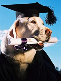 Dog Scholar